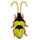 BeetlesnBugs 10