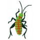 BeetlesnBugs 17