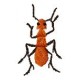 BeetlesnBugs 4