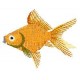 Goldfish e