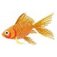 Goldfish i